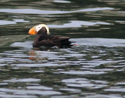 Tufted Puffin