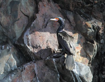 Red-faced Cormorant