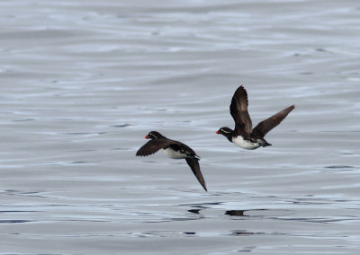 Parakeet Auklet