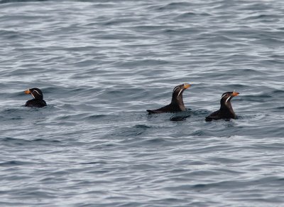 Rhinoceros Auklet