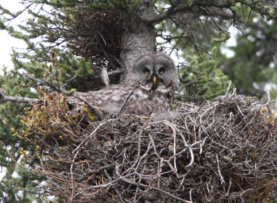 Great Grey Owl