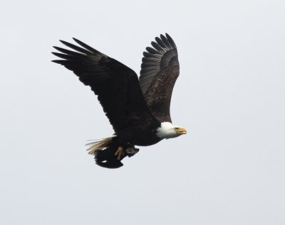 Bald Eagle