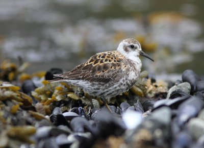 Rock Sandpiper