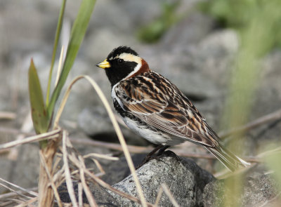 Lapland Longspur