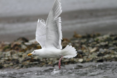 Glaucous-winged Gull