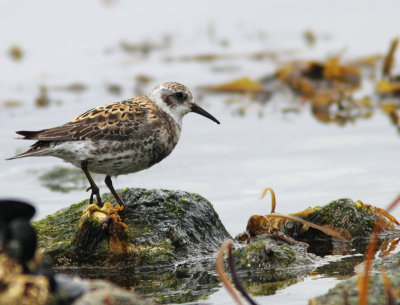 Rock Sandpiper