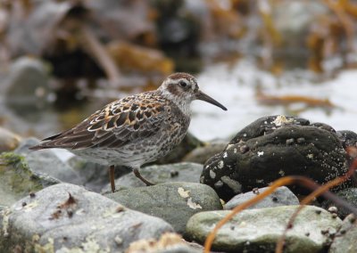 Rock Sandpiper