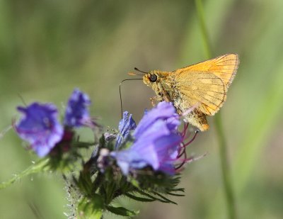 Large Skipper