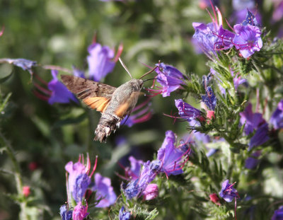 Hummingbird Hawk-moth