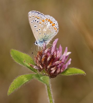 Common Blue