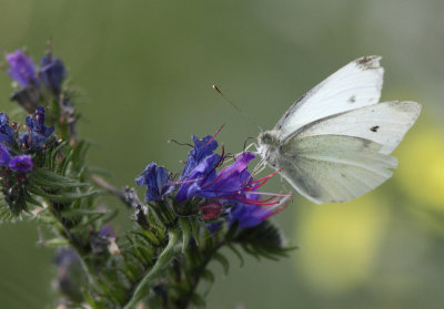 Small White