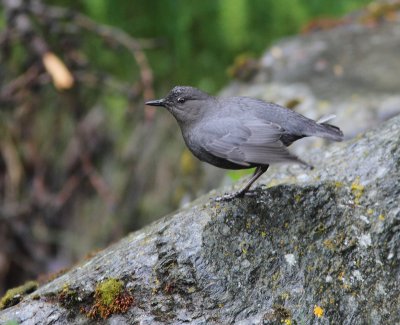 American Dipper