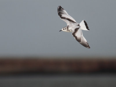 Little Gull