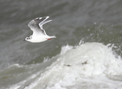 Little Gull