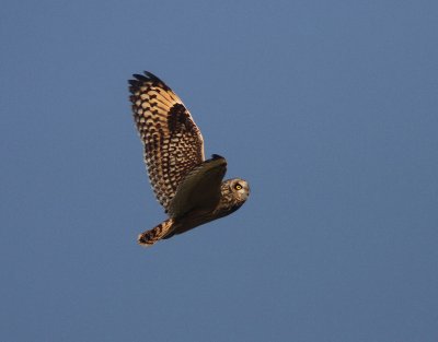 Short-eared Owl