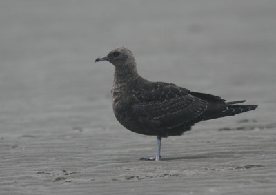 Arctic Skua