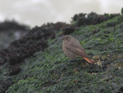 Black Redstart