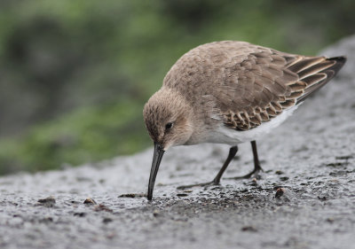 Dunlin