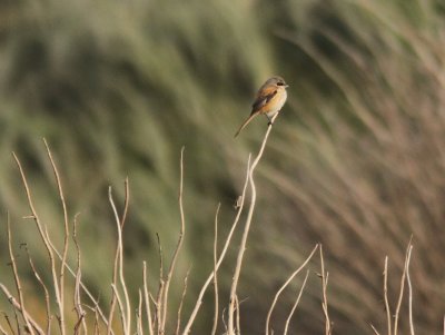 Long-tailed Shrike