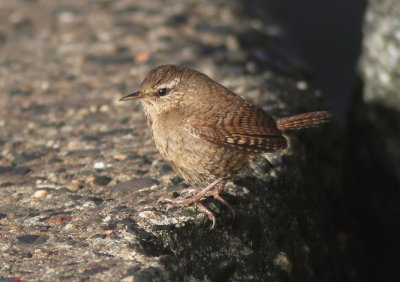 Wren