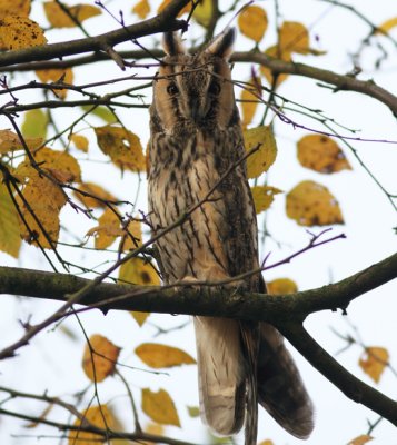 Long-eared Owl