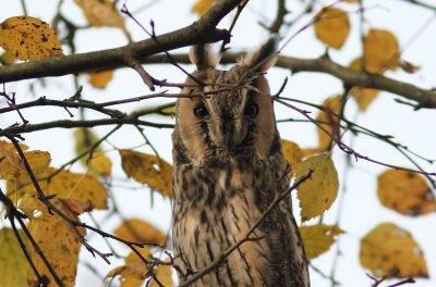 Long-eared Owl