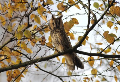 Long-eared Owl