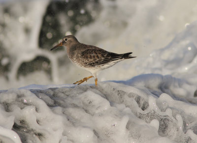 Purple Sandpiper
