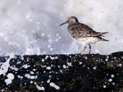 Purple Sandpiper