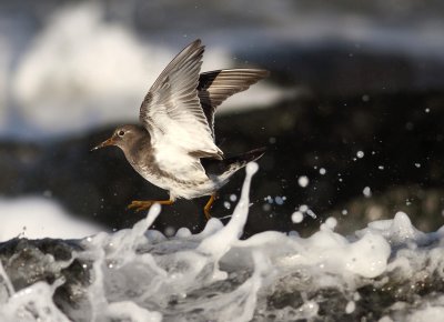 Purple Sandpiper