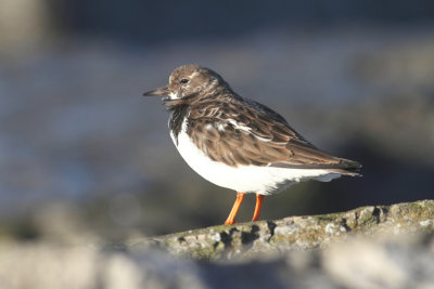 Ruddy Turnstone
