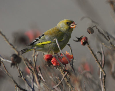 Greenfinch
