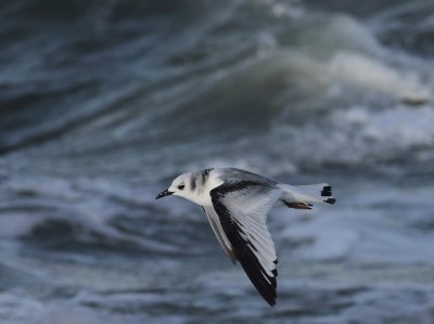 Black-legged Kittiwake