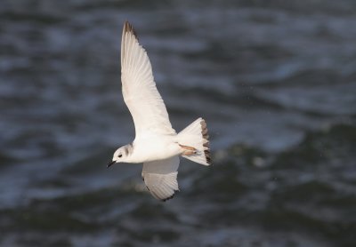 Black-legged Kittiwake