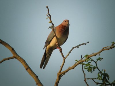 Laughing Dove