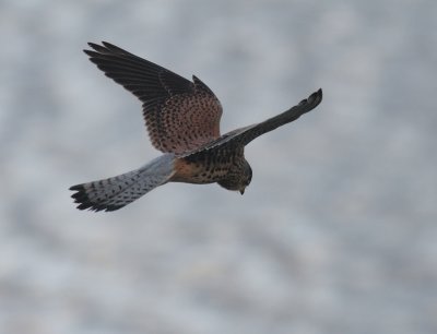 Kestrel