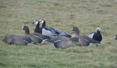 Lesser White-fronted Goose