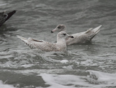 Iceland Gull and Glaucous Gull