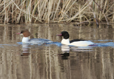 Goosander