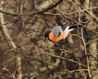 Bullfinch