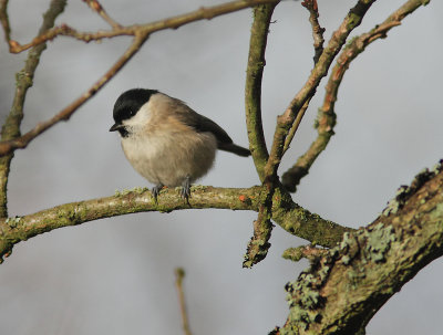 Marsh Tit