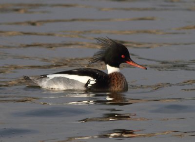 Red-breasted Merganser