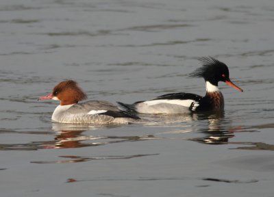 Goosander (f) and Red-breasted Merganser (m)