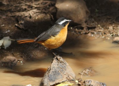 Rppell's Robin-chat