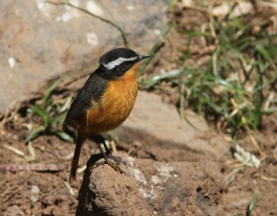 Rppell's Robin-chat