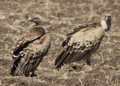 Rppell's Vulture