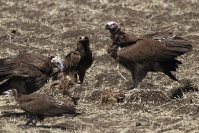Lappet-faced Vulture and Steppe Eagle