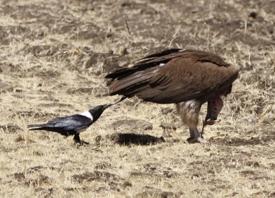 Lappet-faced Vulture and Pied Crow