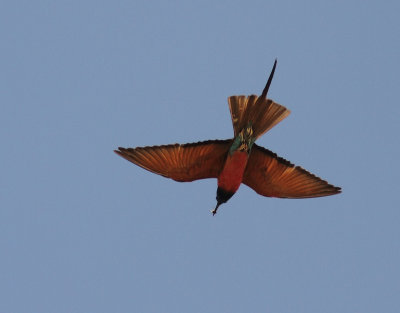 Northern Carmine Bee-eater