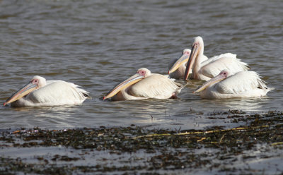 Great White Pelican